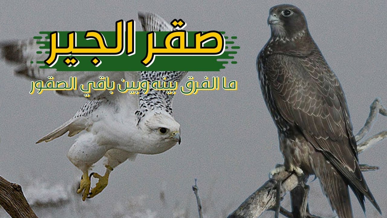 صقر الجير ما الفرق بينه وبين باقي الصقور / ماهو السر ؟