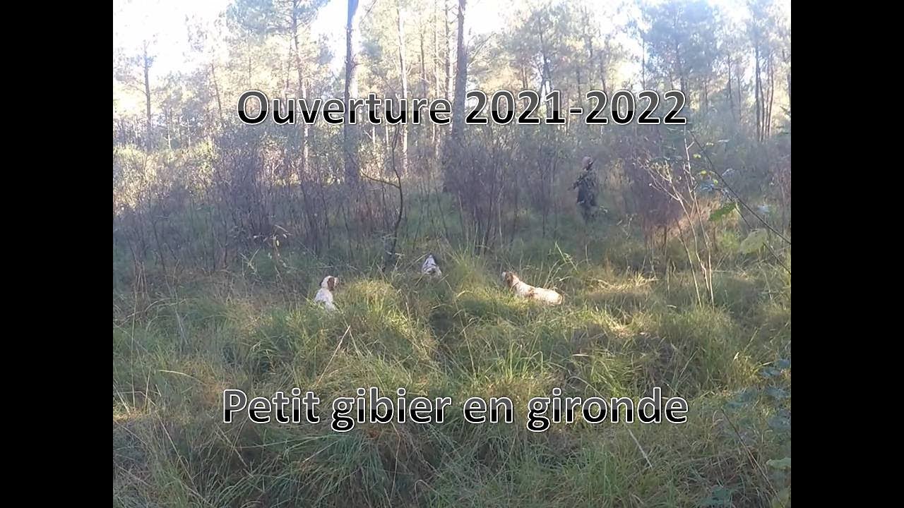 OUVERTURE 2021/2022 CHASSE GIRONDE PETIT GIBIER AVEC EPAGNEULS BRETONS