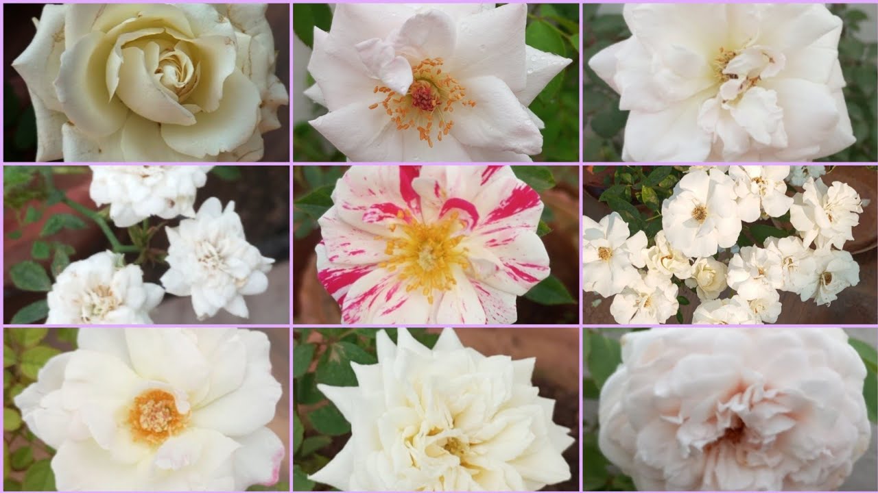 FABULOUS WHITE ROSES OF MY GARDEN