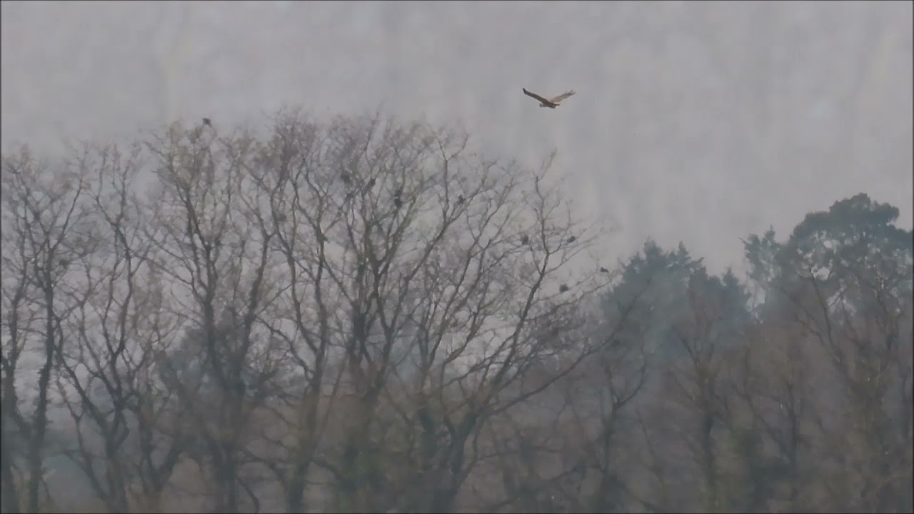 Marsh Harrier hunting Marsh Frogs