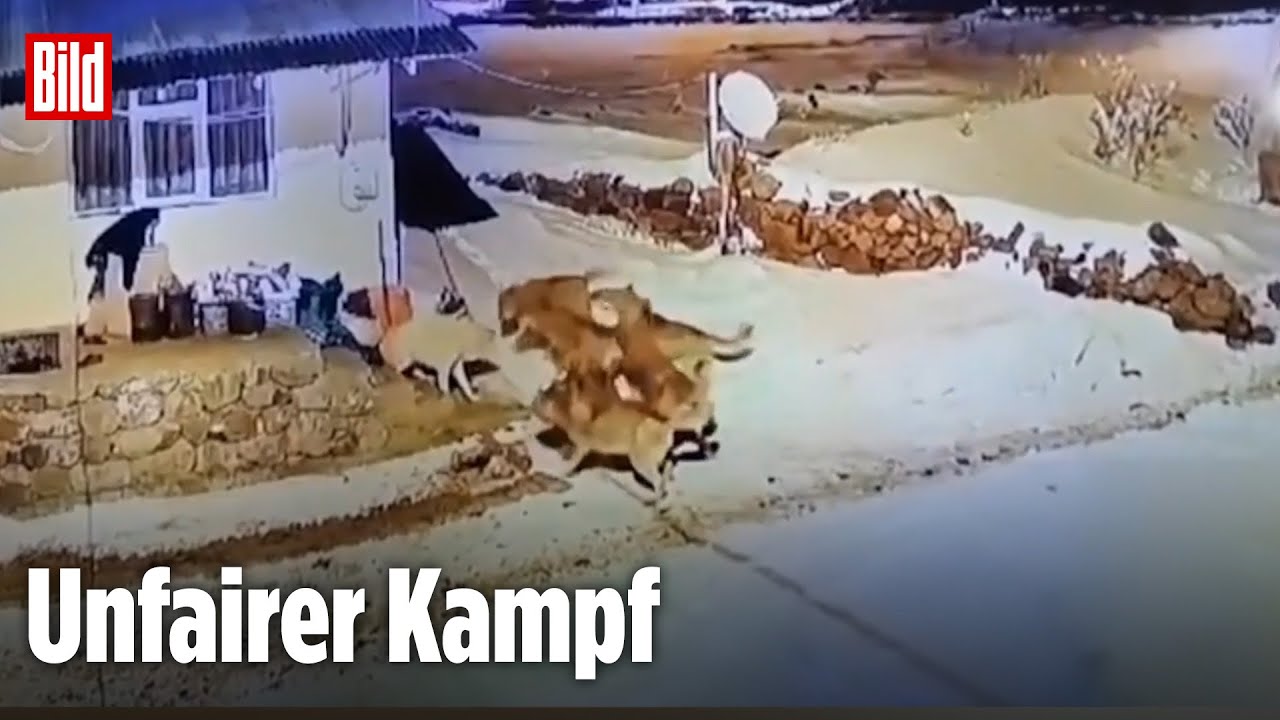 Hund verteidigt sich gegen sechs W&ouml;lfe