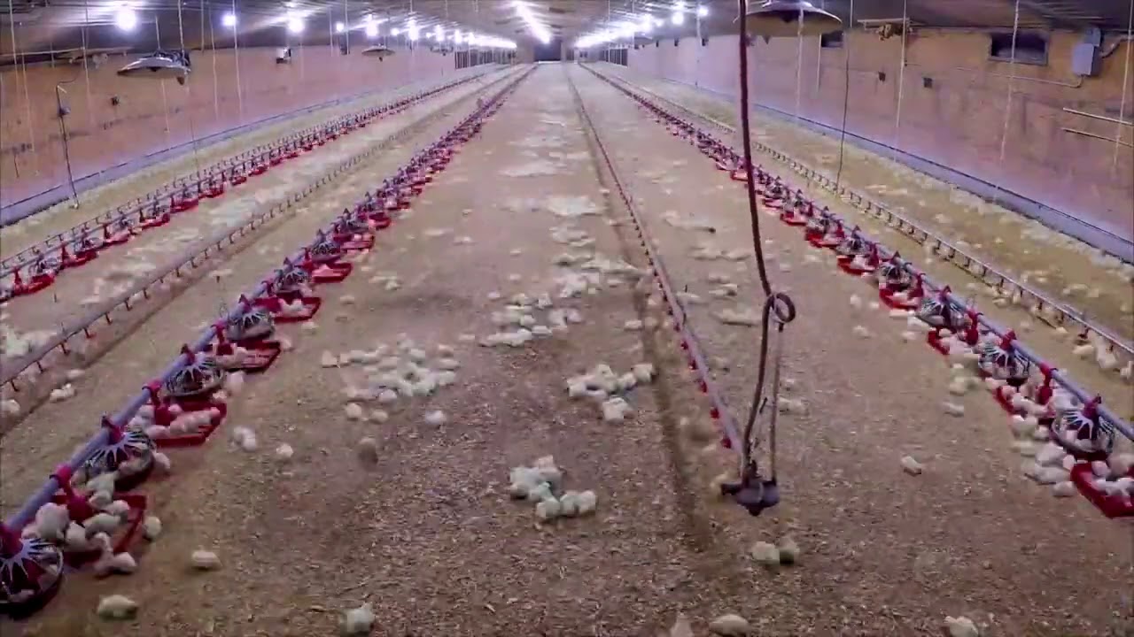 Life Cycle of a Broiler Chicken
