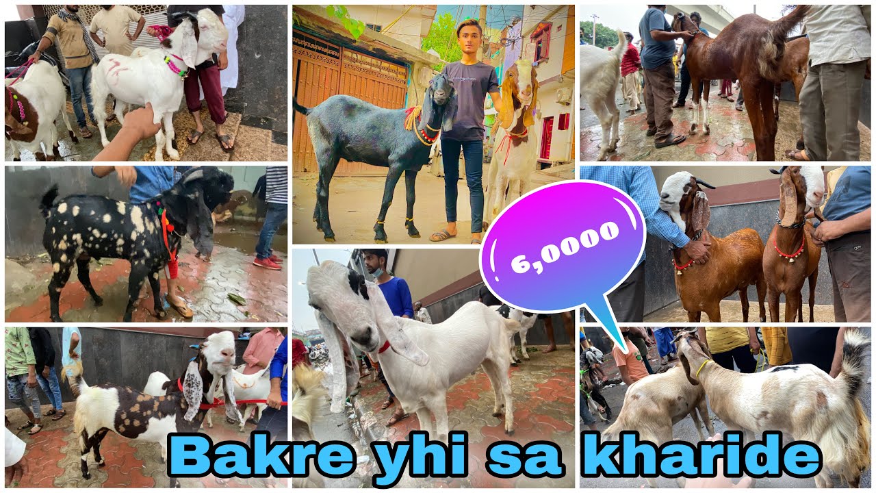 Jafrabad  mandi 🐑15 July 2021🔥latest update bakra mandi😱|| armanvloge ||