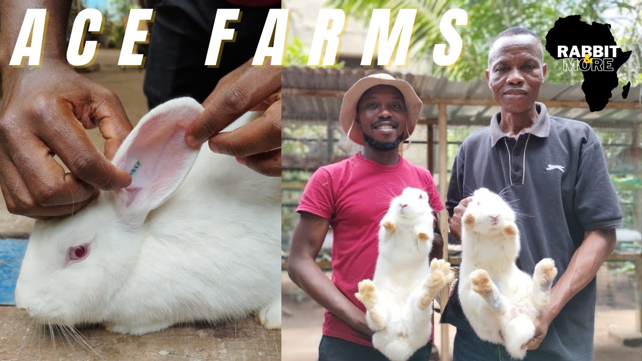 Pure New Zealand White Breeds from South Africa || ACE FARMS