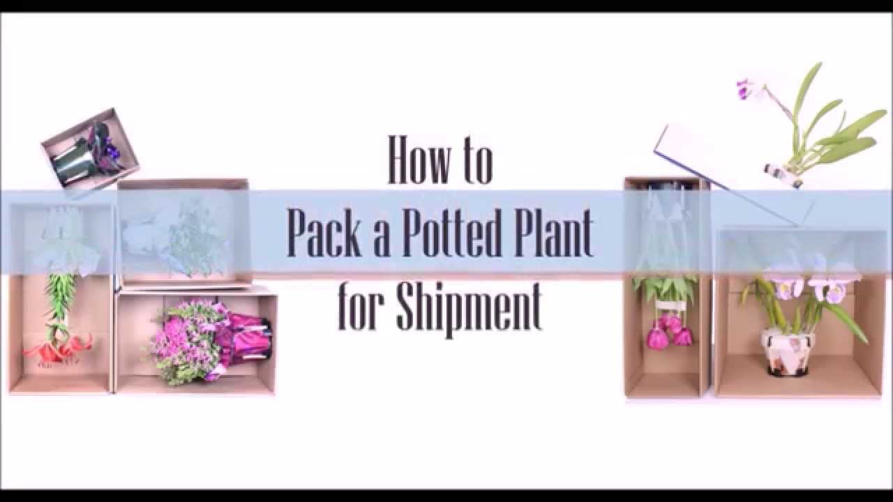 How to Pack an Orchid Plant for Shipment by Mail