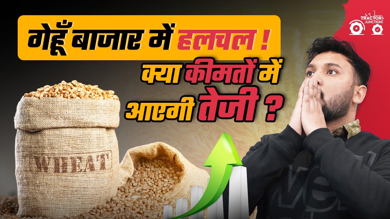 गेहूँ बाजार में हलचल ! क्या कीमतों में आएगी तेजी? Gehu ka Bhav | Wheat Price Today #gehukabhav