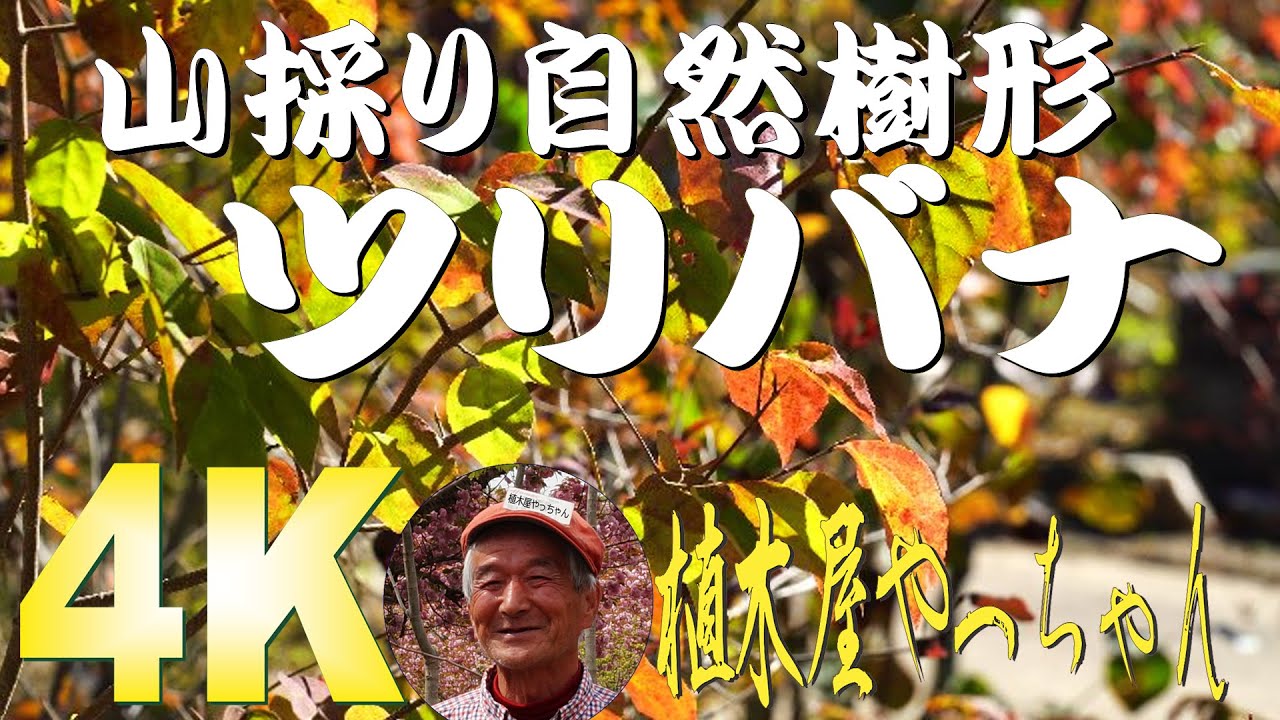 山採り自然樹形のツリバナ紅葉絶品 2021