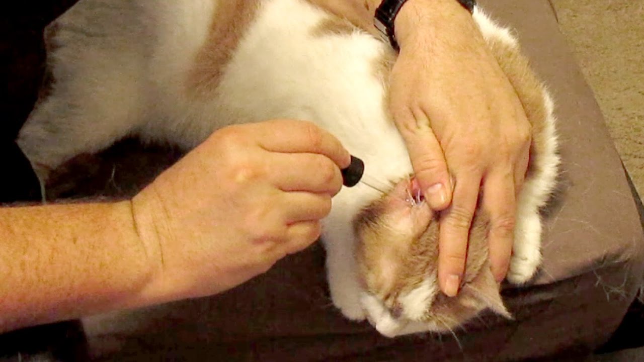 How to treat your cat's ear infection at home using tea tree oil