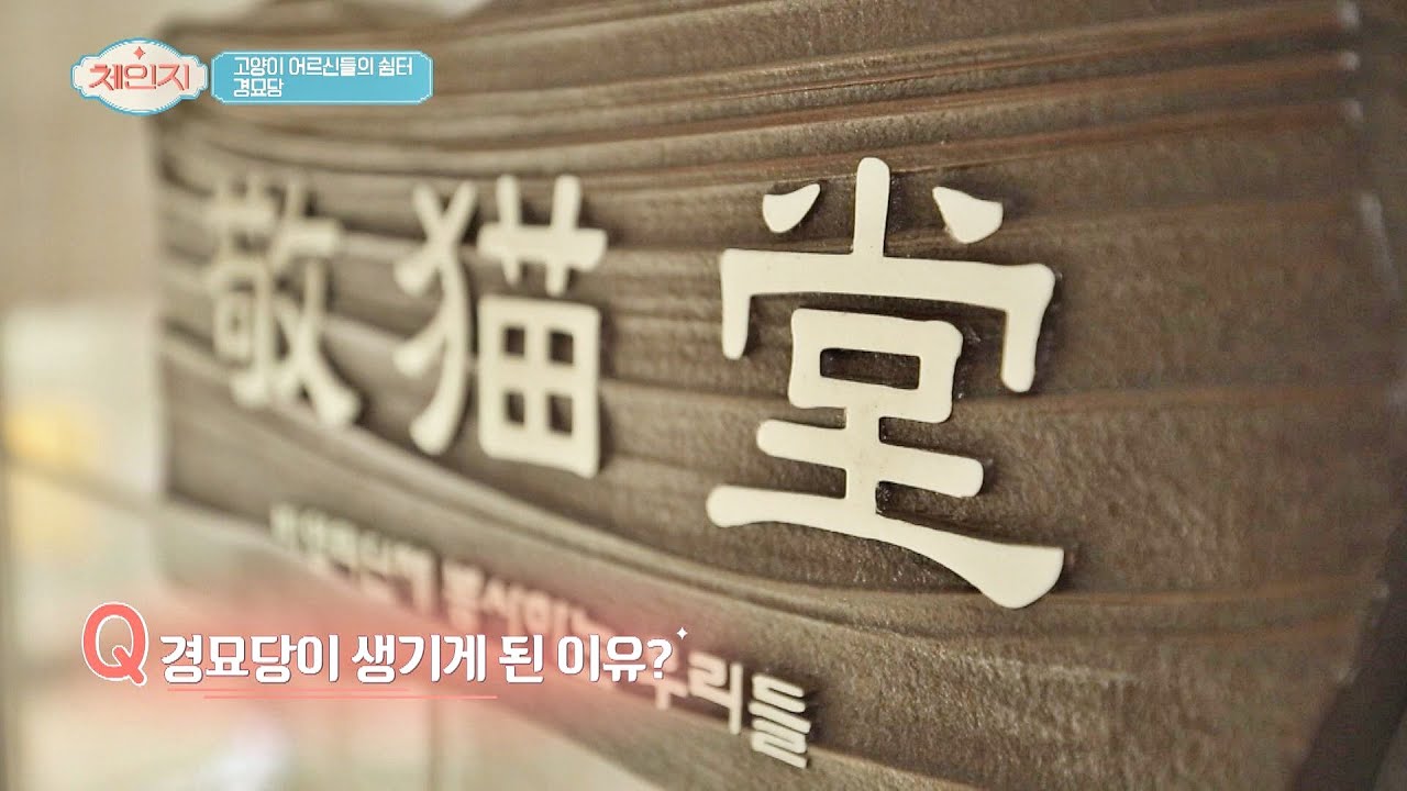 고양이 어르신들의 쉼터! '경묘당'이 생기게 된 이유! 체인지(change) 47회