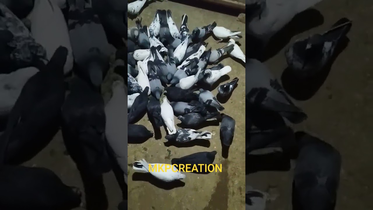 #pigeon