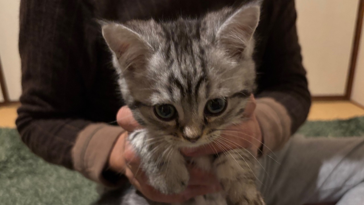 子猫が家族になりました！ミヌエットのコジロウ