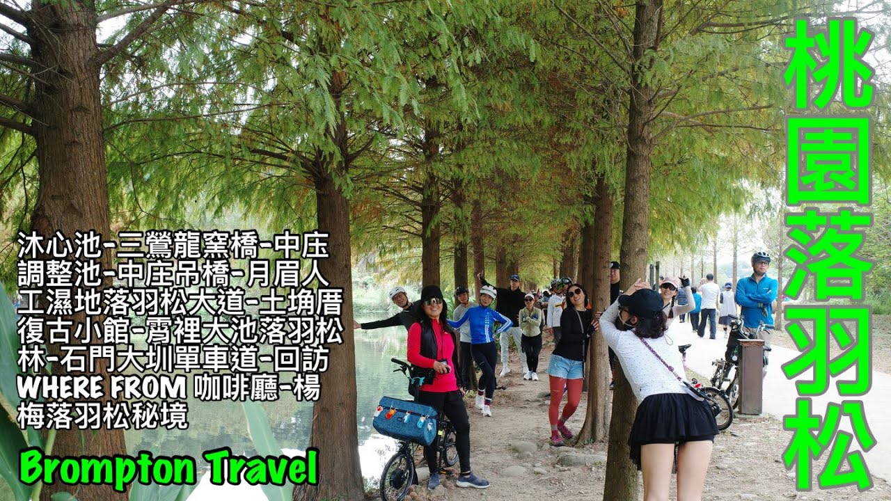 Brompton 桃園落羽松