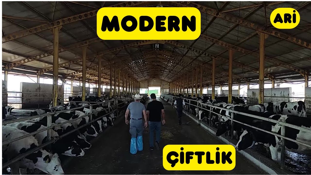 MODERN SÜT İNEĞİ ÇİFTLİĞİ (Günbeyi Süt Ve Besi Çiftliği)