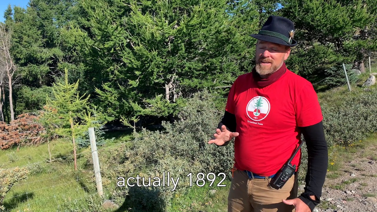 Greenland trees - since 1892