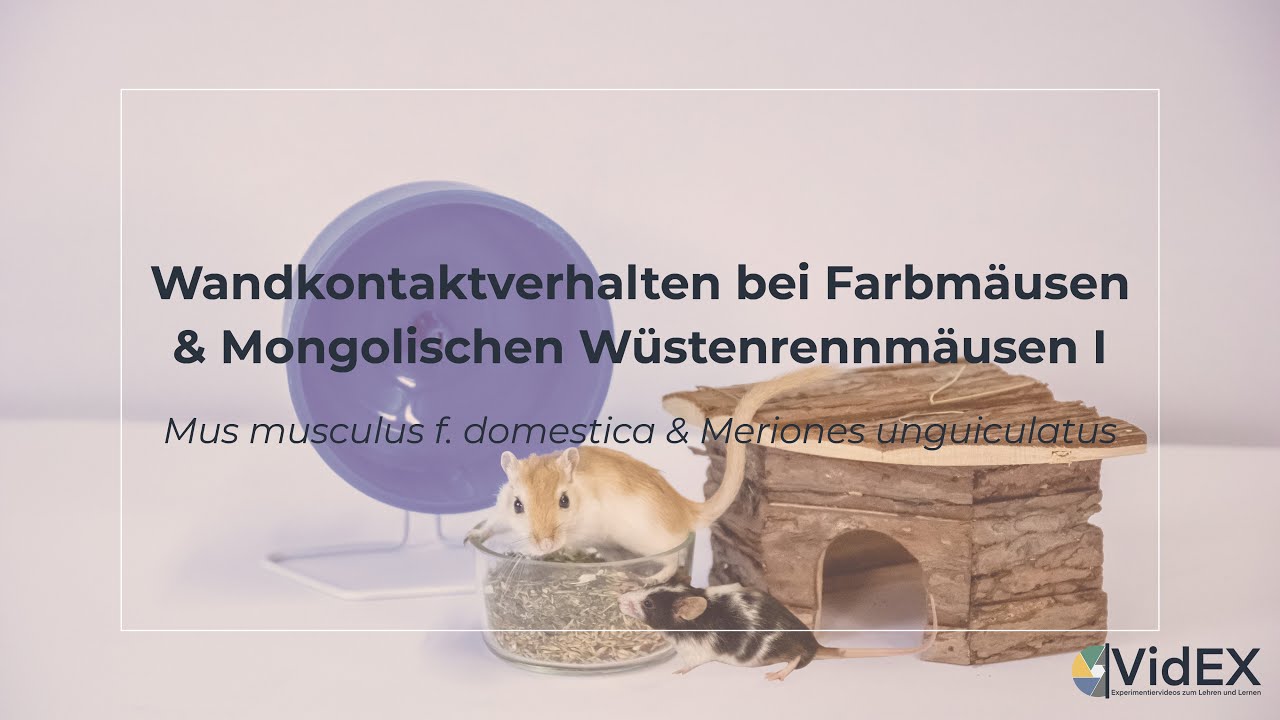Wandkontaktverhalten bei M&auml;usen: Maus-Vergleichsvideo