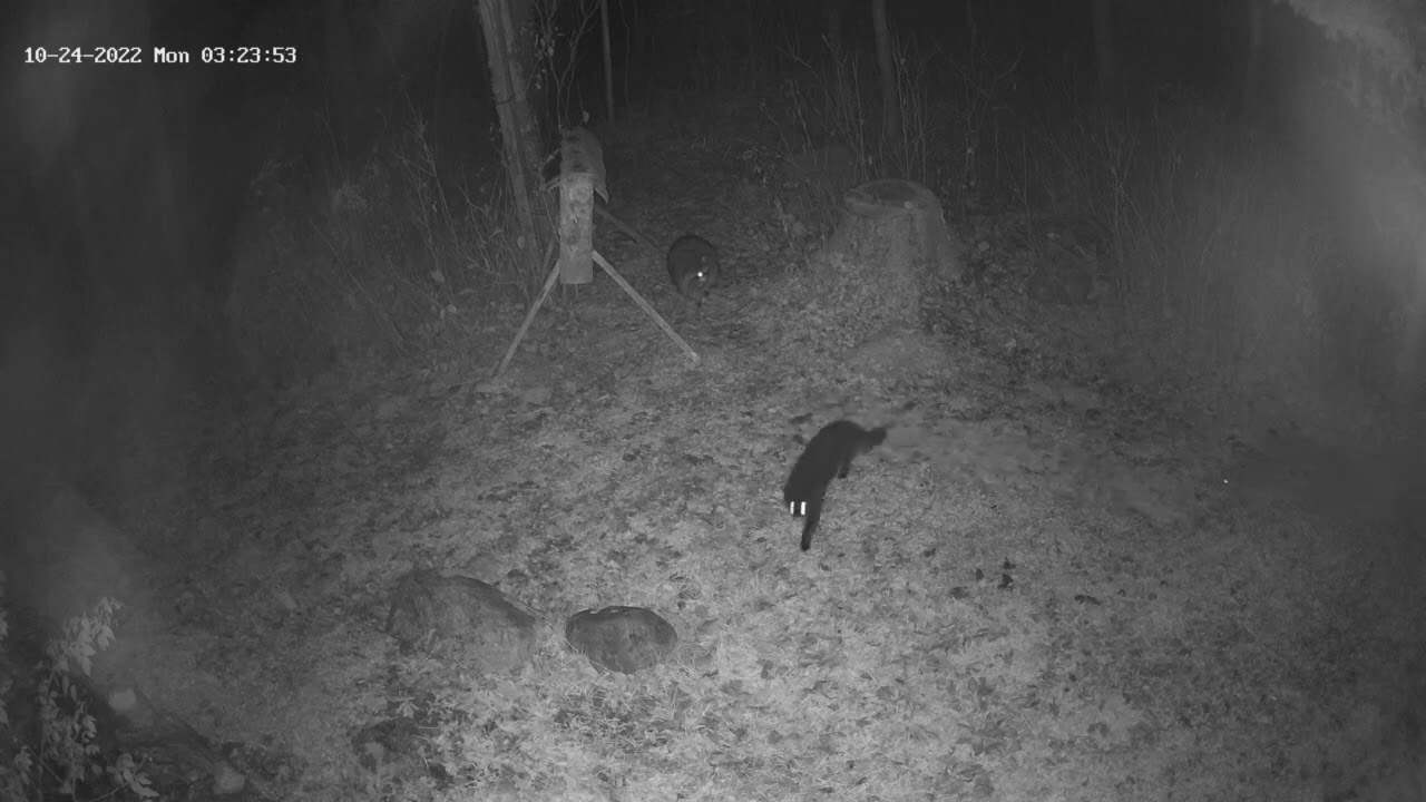 Visites nocturnes (2)