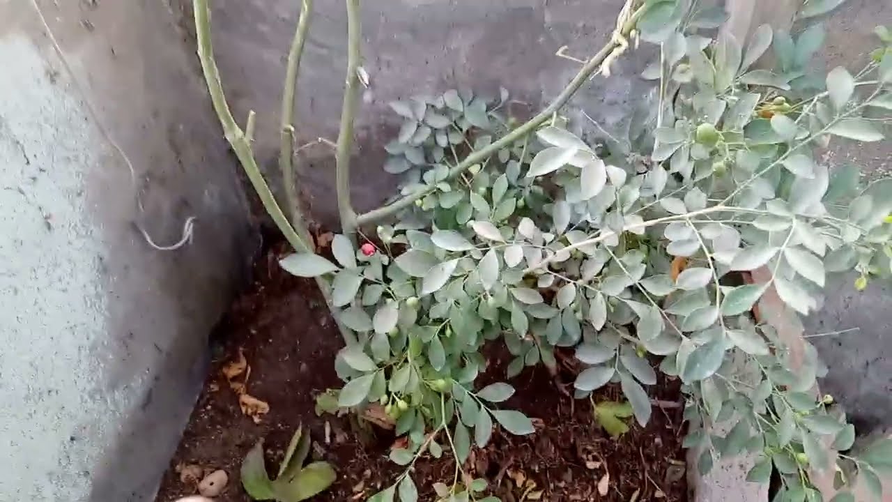 مهم وضروري للحصول على أفضل انتاج من ام الفواكه