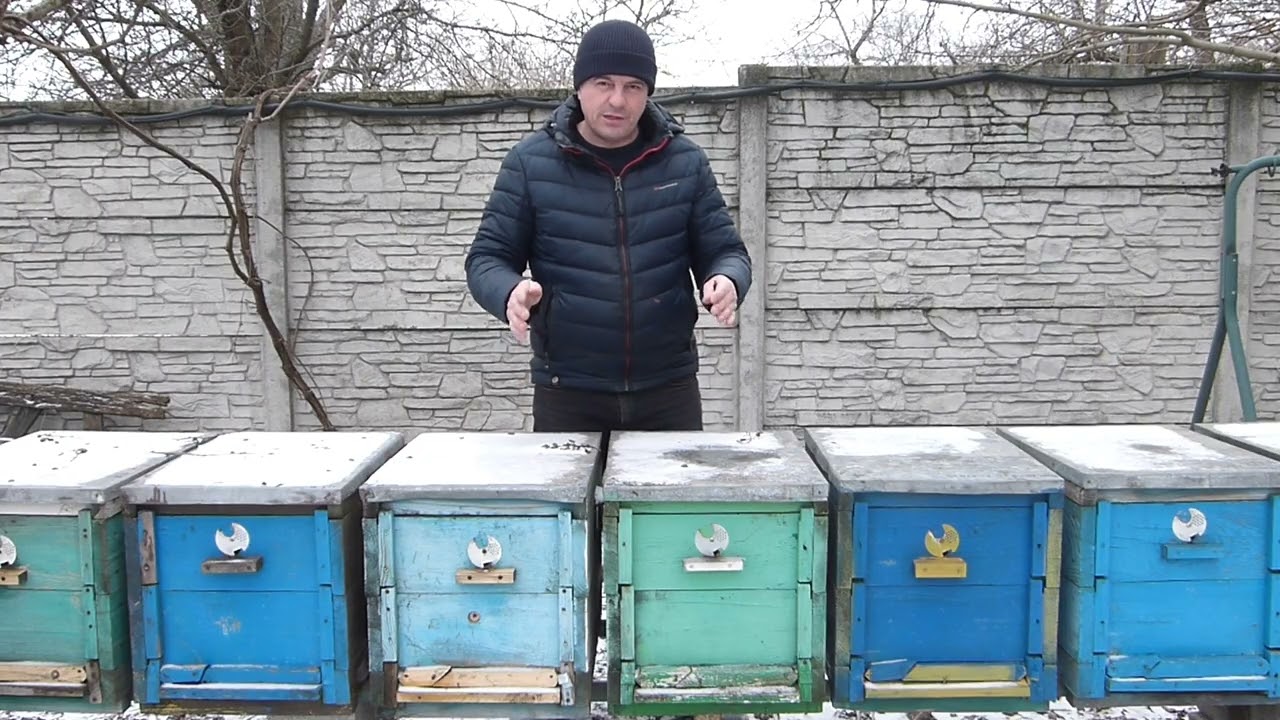 Пчелопакет или пчелосемья - что лучше выбрать?