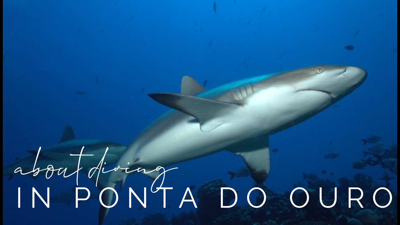 About the Diving in Ponta do Ouro w/ Mozambique Experience.