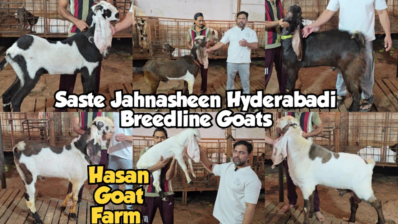 Saste Hyderabadi Janasheen Bakra Bakriya | Top Quality Hyderabadi Goats Available @Hassan Goats Farm