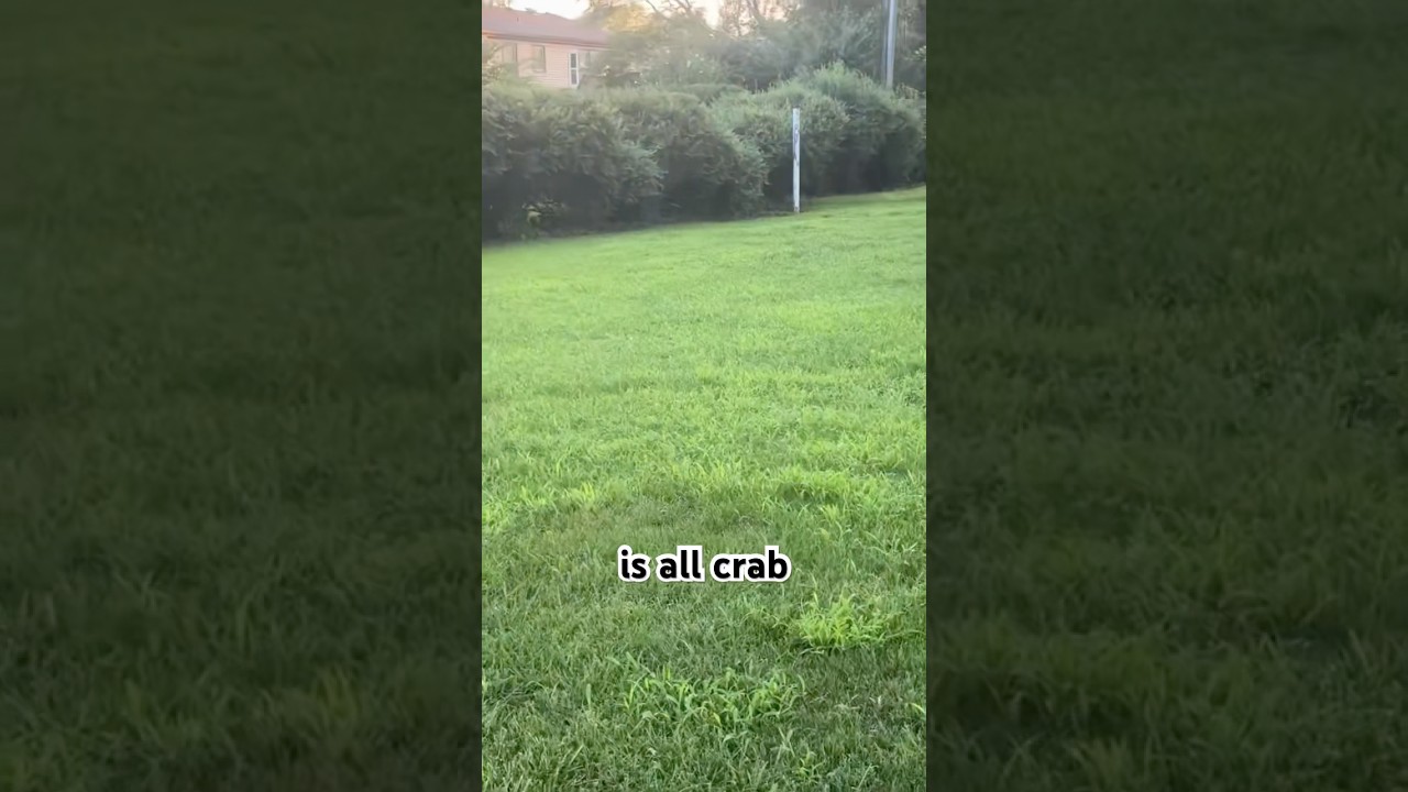 Crabgrass was real this summer! 