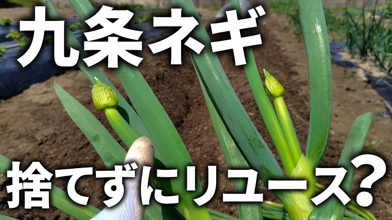 【九条ネギ】トウ立ちした株を捨てないで！これで今年も収穫できます！ 生殖成長から栄養成長へ戻して、無限ループ栽培が可能になります