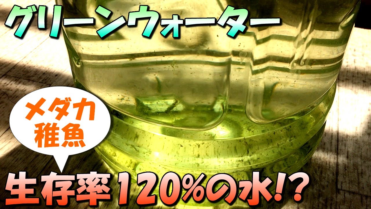 初心者でも失敗しないグリーンウォーターの作り方【メダカの繁殖と稚魚（針仔）の育成に最適な水】