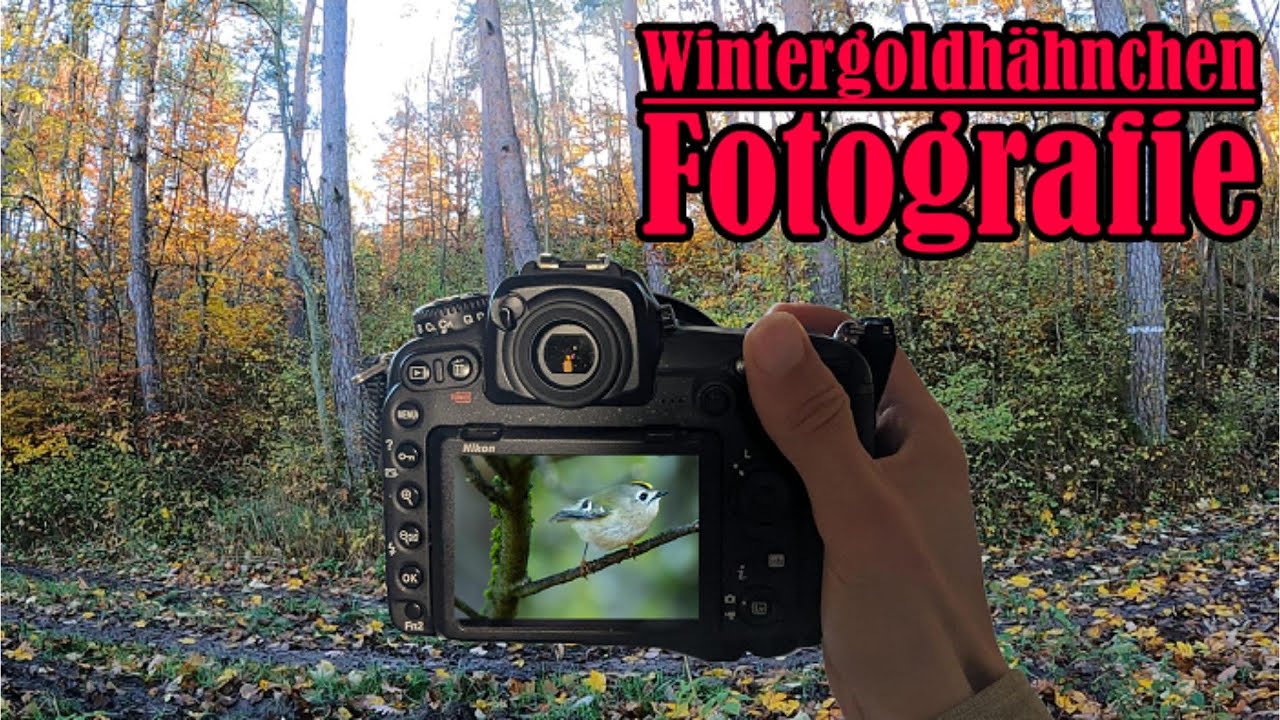 Auf der Jagd nach dem kleinsten Vogel Europas! 📸