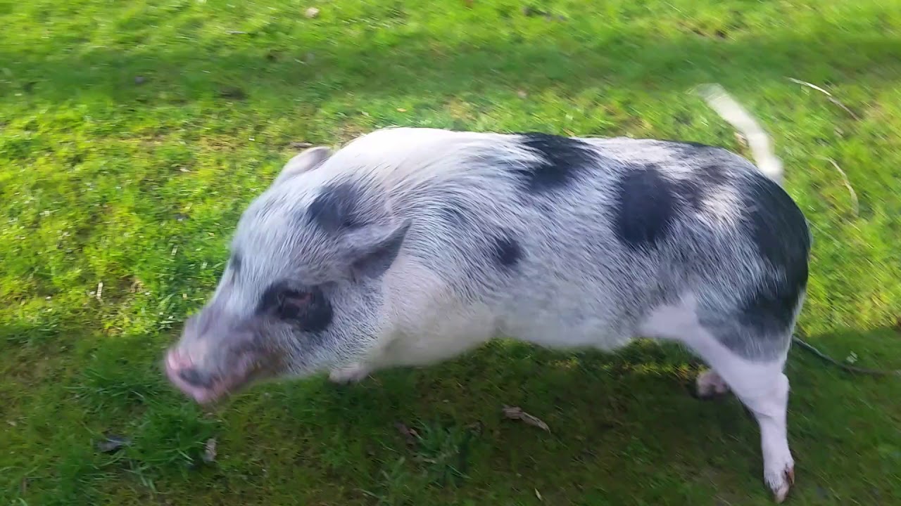 Dexter the talking mini pig says NO!