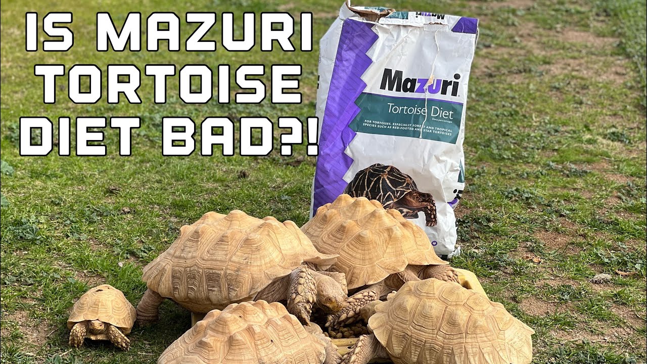 ВРЕДЕН ЛИ корм для черепах MAZURI для моих черепах?!