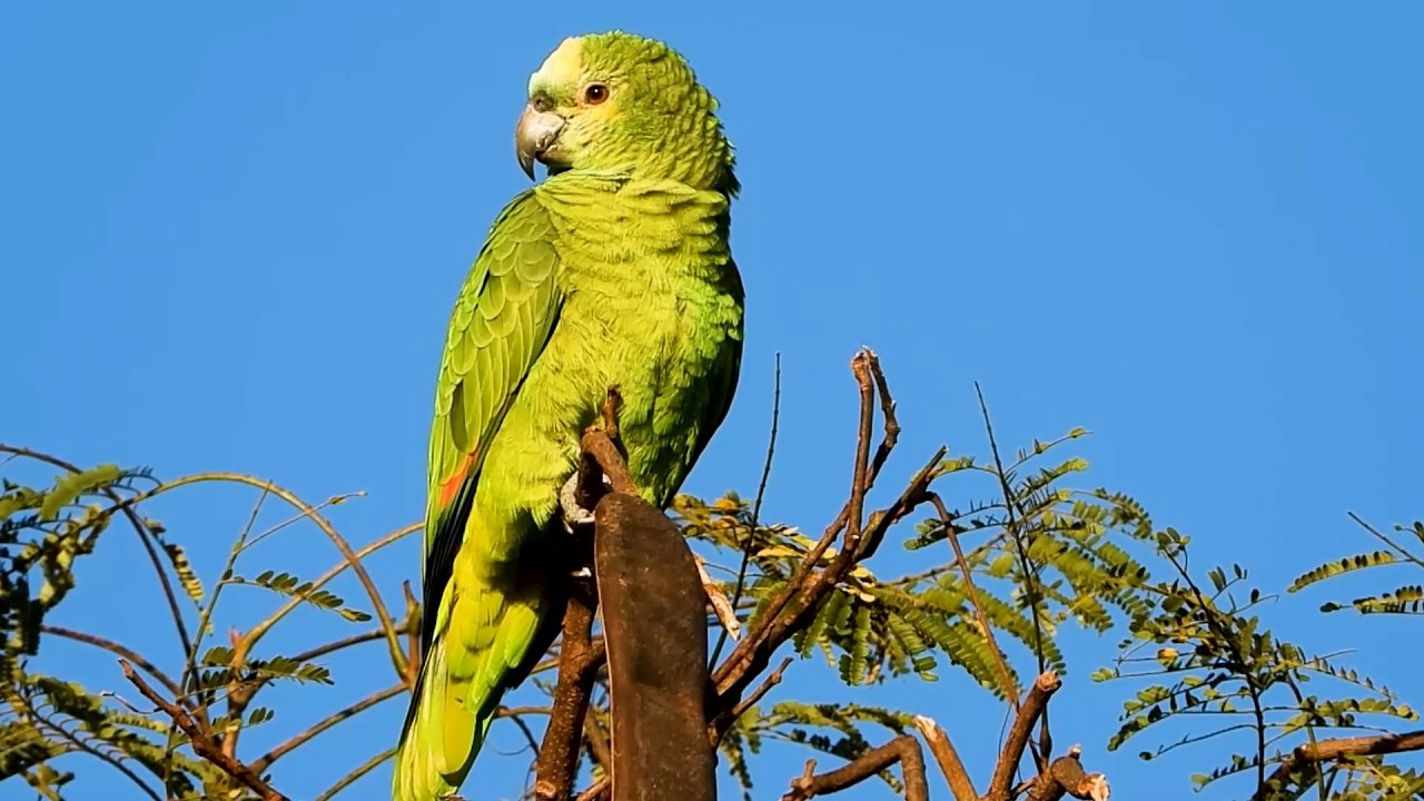 Papagaio-verdadeiro: Canto! (Amazona aestiva), Turquoise-fronted Parrot, Papagaio-grego, Curau.
