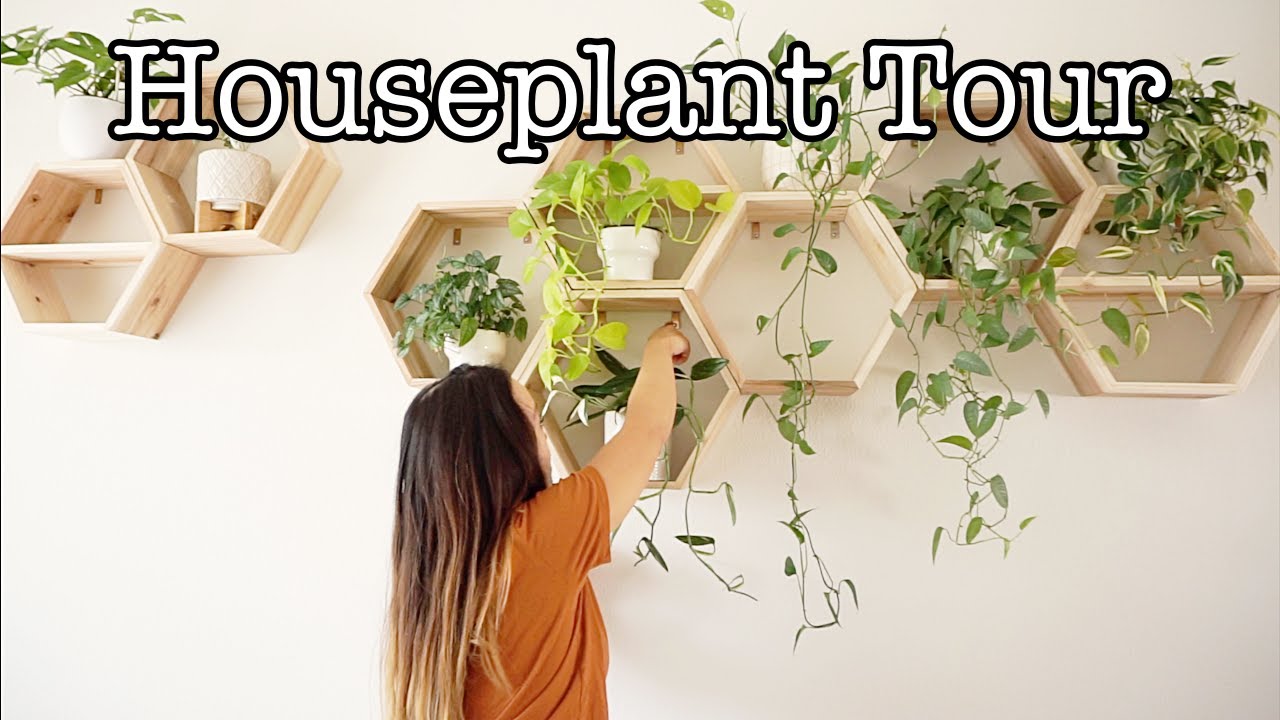 HOUSEPLANT COLLECTION TOUR 2020