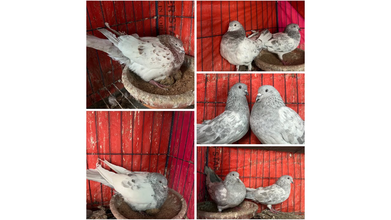 কষ্টও পায়া গেলাম এইবার থর দিয়া💔বাচ্চা বেশী একটা পাইলাম না🩶