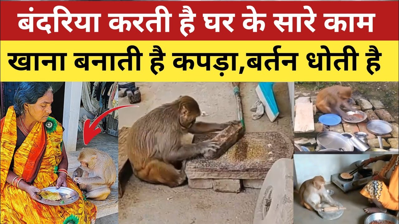 Monkey Rani : बंदरिया करती है घर का सारा काम, खाना बनाना बर्तन धोना सब,वालों ने मंकी रानी दिया नाम |