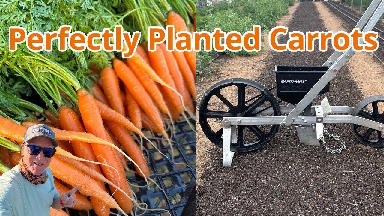 Perfectly Planted Carrots