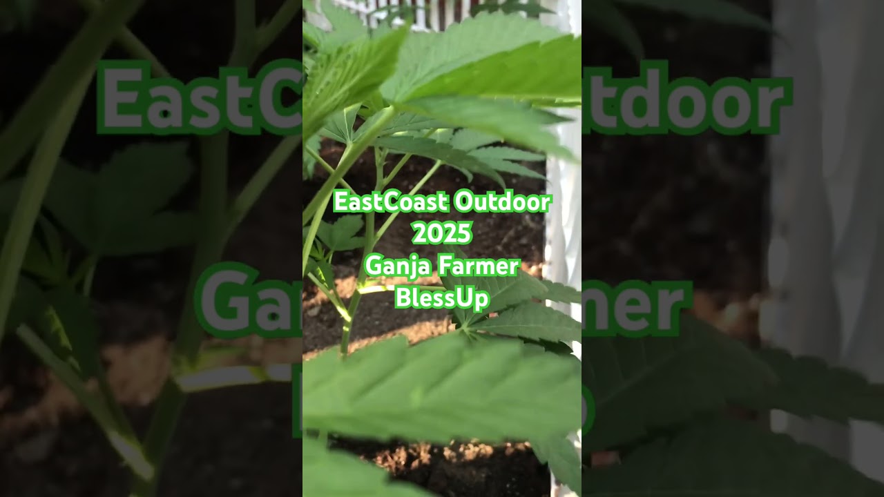 Outdoors Cannabis Patch 2025 .!! #cannabisdaily #garden #cannabisgrowers #farming #reggae