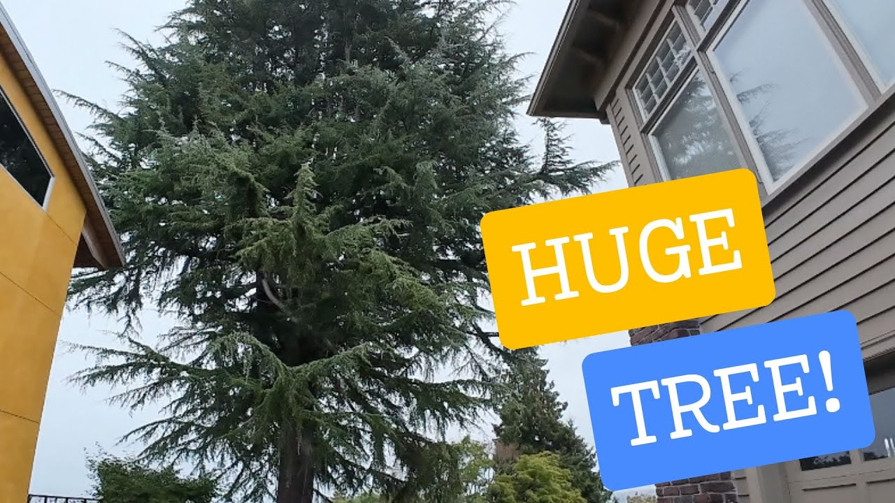 IS This Himalayan Cedar Tree TOO MASSIVE TO BELIEVE?