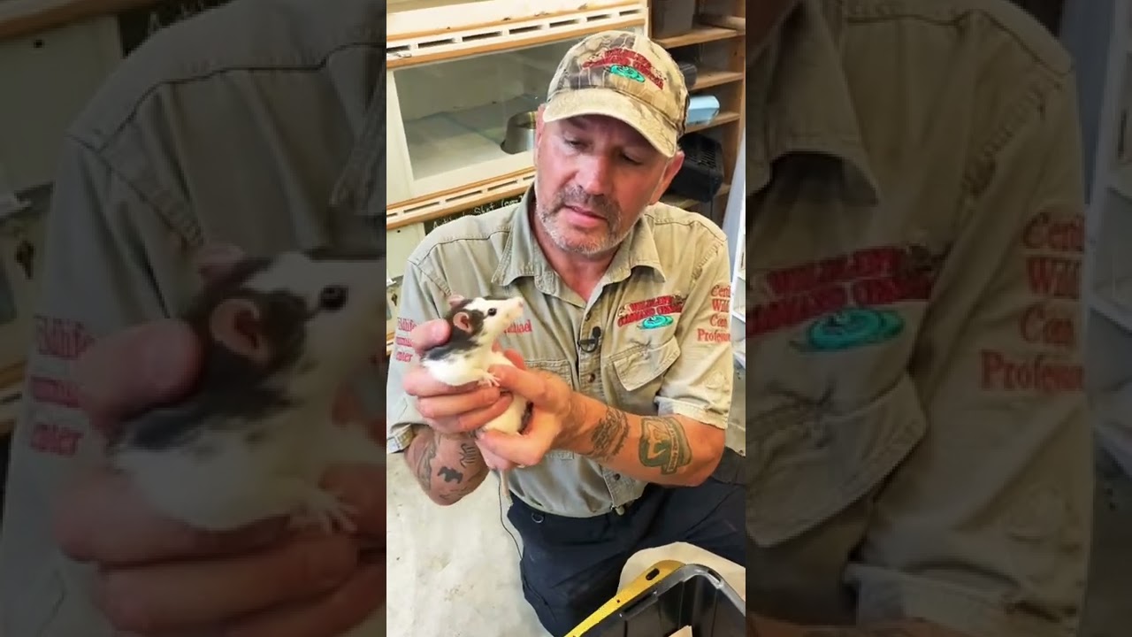 Rat vs Opossum Tails Pt.1 🤪 #shorts #animals