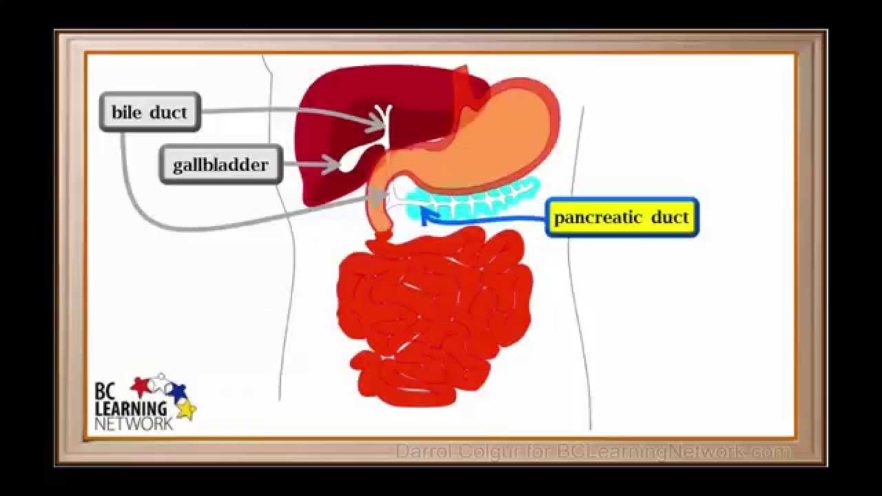 WCLN - Digestion in the Small Intestine - Biology