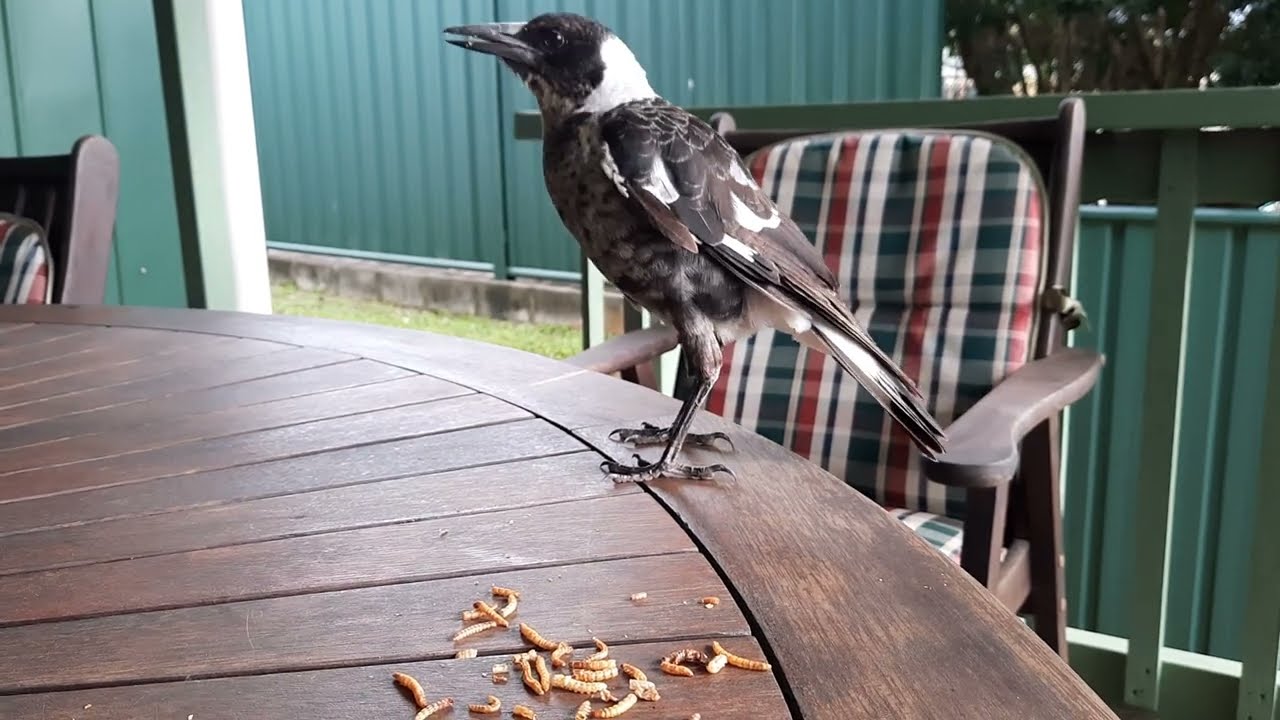 What to Feed a Young Australian Magpie ❤