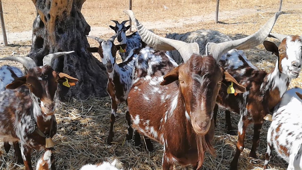 Portuguese Goat (Cabra Algarvia)