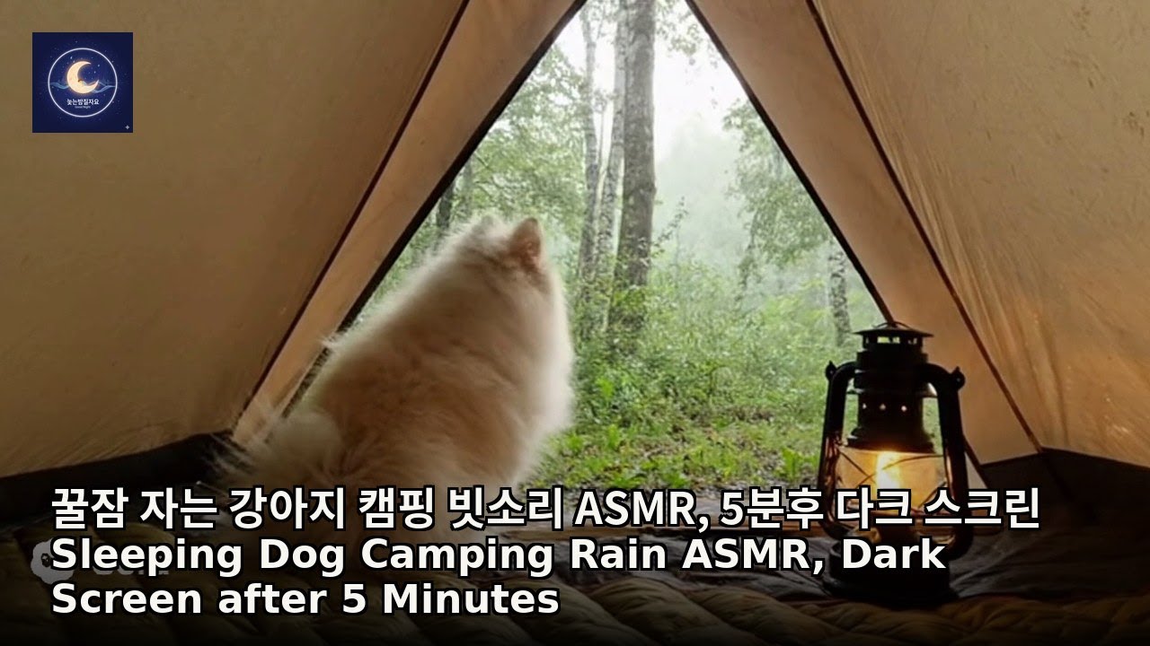 꿀잠 자는 강아지 캠핑 빗소리 ASMR, 5분후 다크 스크린, Sleeping Dog Camping Rain ASMR #rain #travel #relaxing #nature