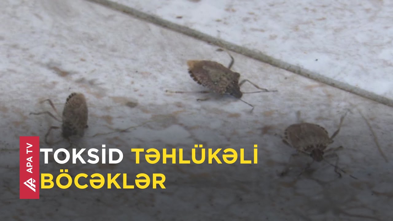 Zaqatala və Balakən səmasına doluşan “mərmər bağacığı” nədir? – APA TV