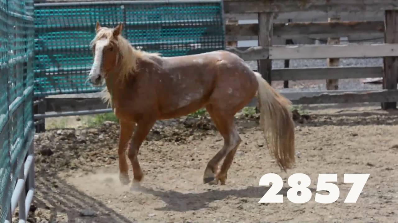 Oregon wild horse adoption, June 2016
