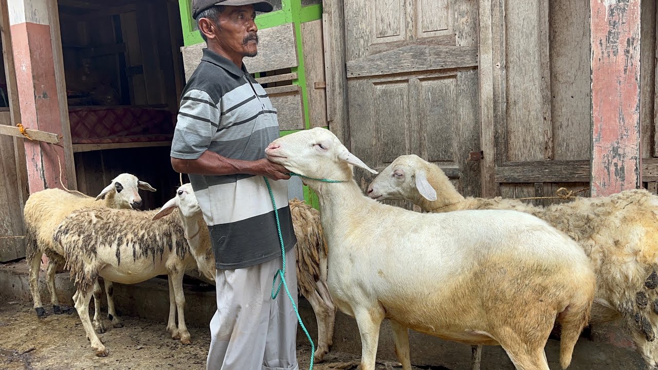 PASAR HEWAN PINGIT TEMAGGUNG HARGA SAAT INI 
