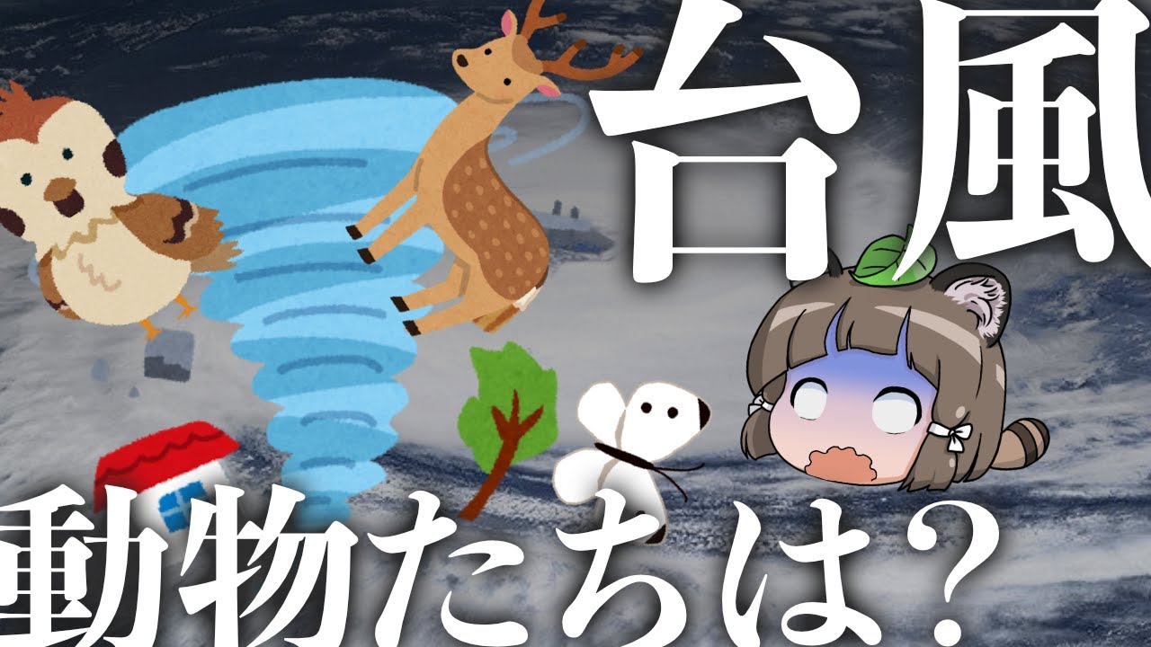 【ゆっくり解説】台風や大雨のとき生き物はどうしてる？