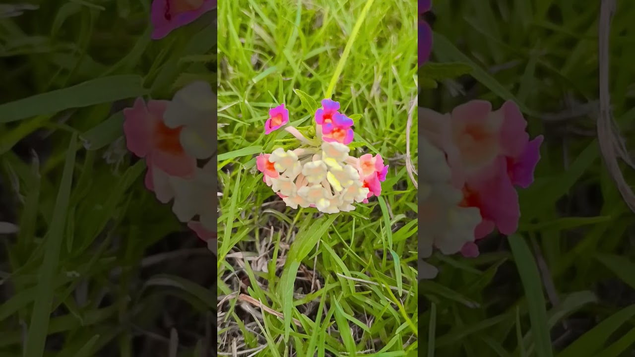 Swarg ka phool 🌺🌺