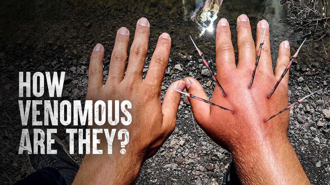 How to Survive a Lionfish Attack