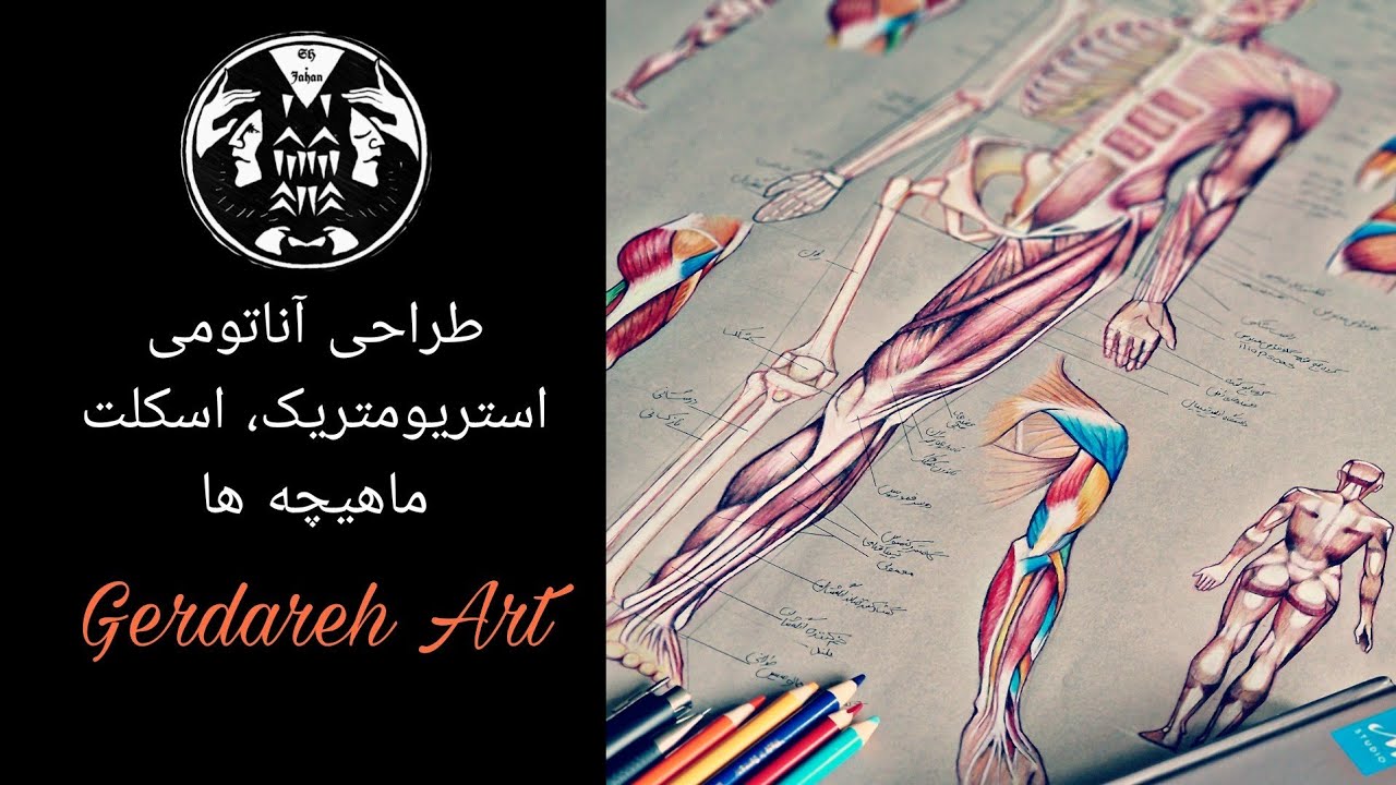 آناتومی، استریومتریک، اسکلت، ماهیچه ها/Anatomy, stereometrics, skeleton, muscles