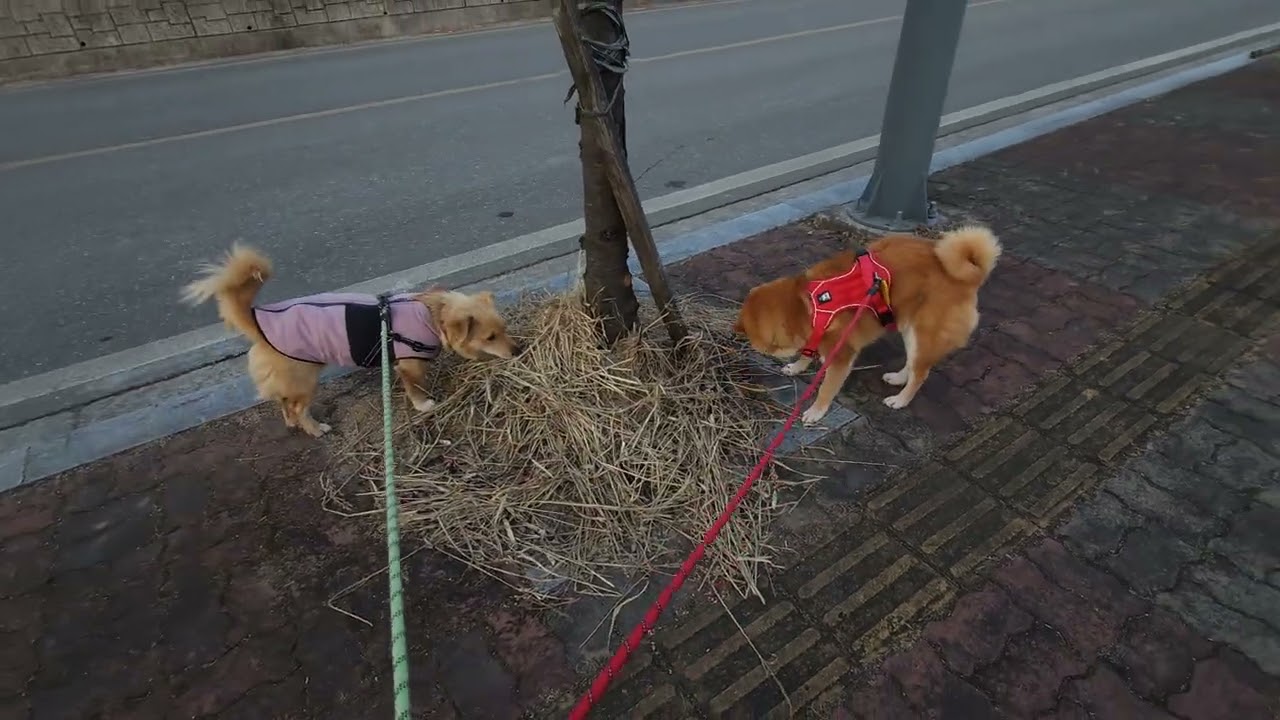 일요일 산책